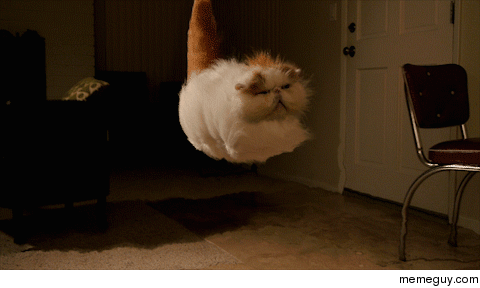Hovering Cat